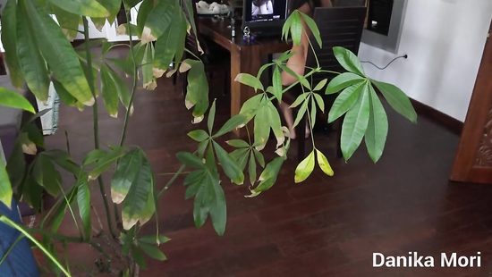 Горячая домашняя порнуха с ненасытной стройной брюнеткой